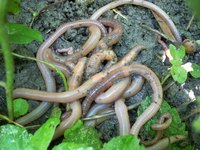 Raising earthworms can be a lucrative business.