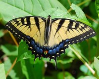 Tiger swallowtail butterfly perched on a tree
