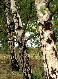 Birch trees