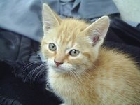 Kittens are more susceptible to ringworm than adult cats.
