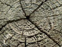 Removing larger tree stumps can prove difficult by some methods.