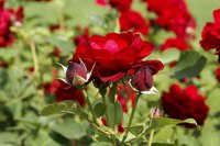 Roses are beautiful additions to any garden.