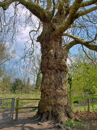 Oak trees can be ancient.