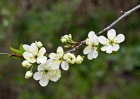 Flowering cherry trees add interest to your landscape.