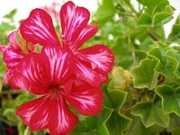 Geraniums often develop powdery mildew on their stems.