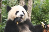 The giant panda has inspired increased conservation efforts in China.