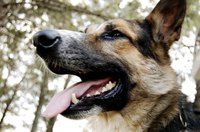 Ideally, your dog's teeth should be brushed daily to prevent stains.