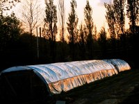 You can grow fruit trees, regardless of climate, in a well-run greenhouse.