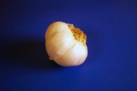 Garlic is a spice that is commonly used in blackening meats.