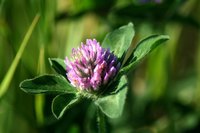 Red clover can be sown almost any time of the year.
