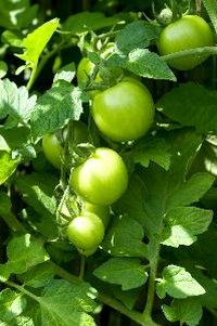 Tomato plants need 1 inch to 2 inches of water per week.