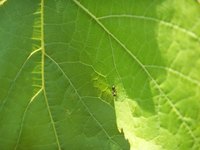 Ant damage is minimal to a zucchini plant but may indicate a bigger problem.