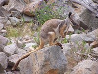 A wallaby in its natural rocky habitat