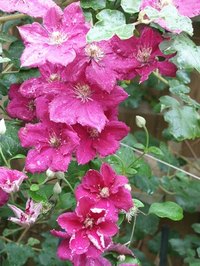 Disease or too much sun can brown clematis leaves.
