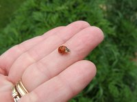 Asian ladybugs release an unpleasant odor when squished.