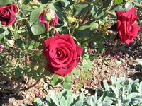 Every rose has its thorn