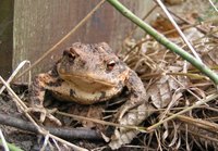 Toads are not very good swimmers.