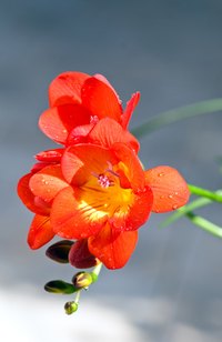 Freesias are known for their bunched, tubular blooms.