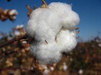 The production of cotton fiber like this is generally seen only in domesticated plants.