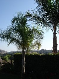 Depending on species and temperature, palm leaves may die in winter.