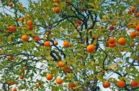 Tangerine trees can be grown indoors and out.