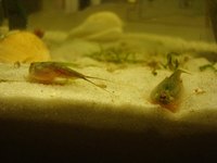 Triops are fun to hatch and watch grow.