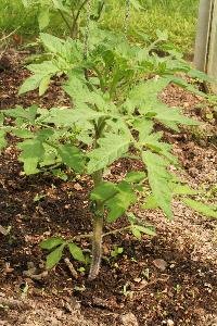 There are more efficient ways to boost calcium levels in soil.