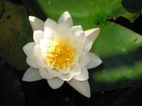Water lilies have roots that look like iris rhizomes.