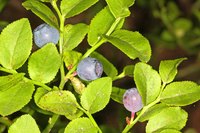 Blueberry bushes need protection from freezing conditions.