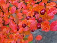 Deciduous barberry shrubs have excellent fall color.