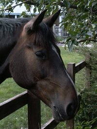 Post-and-board fencing is the traditional fencing for horses.