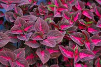 Coleus is a plant that isn't green.