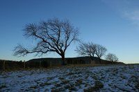 Deciduous trees may lose their leaves during winters or dry seasons, depending on the ecosystem.