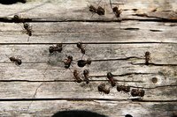Fuller's earth and diatomaceous earth are both effective at preventing the spread of household pests.