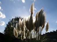 Pampas grass is beautiful but invasive.