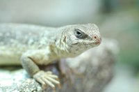 Terrariums usually house reptiles and also contain plants.