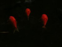 Following a few preventive steps will keep your goldfish alive in winter.