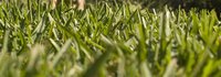 St. Augustine Grass