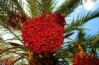 Ripe palm fruit.