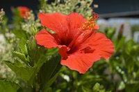 Hibiscus is a food source for ants and aphids.