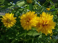 Bright yellow flowers pop against a gray house.