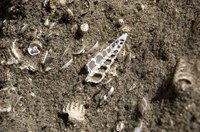 Diatomocaeous earth is made of fossilized shells.