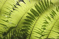 Ferns have existed for 300 million years, placing them among the earth's oldest living organisms.