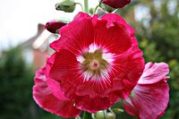 Hollyhocks can take over an entire garden.