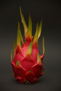 Dragon fruit grows well with trellis support.