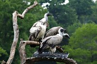 Buzzards are scavengers who often roost in dead trees.
