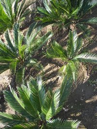 Sago palm