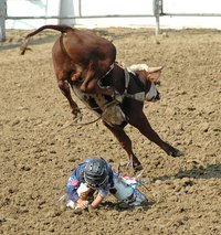 The thrill of bullriding can be replicated at bars in Minnesota.