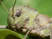 A grasshopper can eat 16 times its body weight in a day.