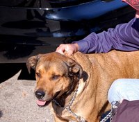 Allow your dog to enjoy exercises to which she is already accustomed.